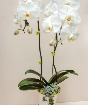 Orchid and Succulent Green Bay